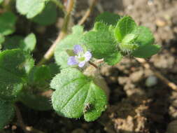 Image of ivy-leaved speedwell