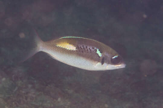 Image of Blue-stripe spinecheek