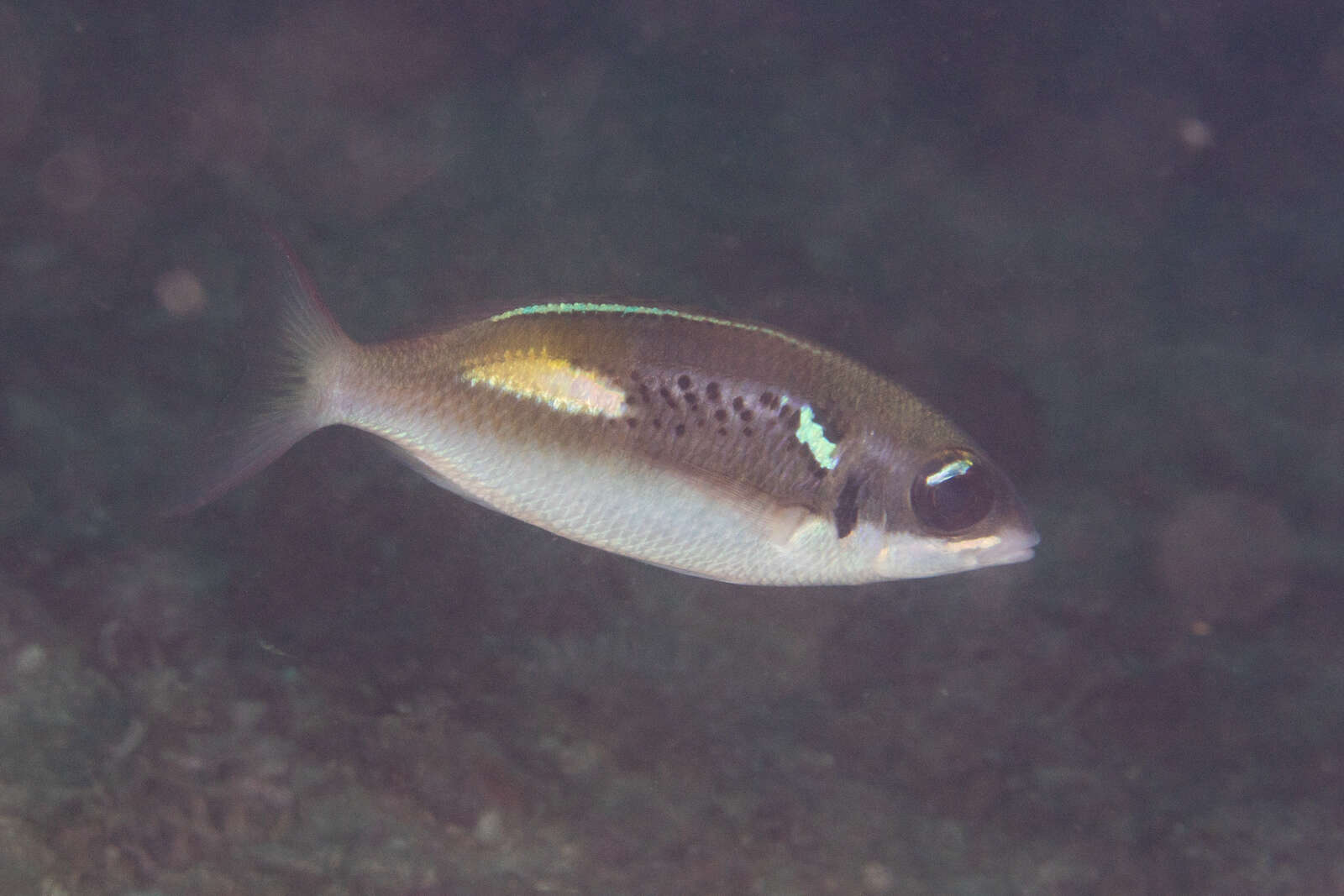 Image of Blue-stripe spinecheek