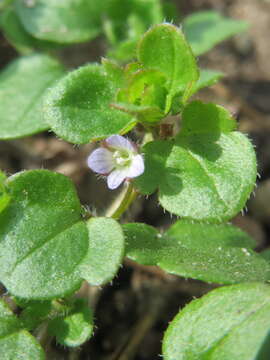 Image of ivy-leaved speedwell