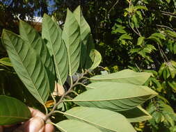 Imagem de Annona squamosa L.