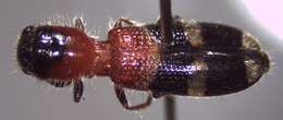 Image of Checkered beetle