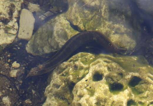 Image of Spotfin Spiny Eel