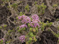 Image of Heliotropium pycnophyllum Phil.