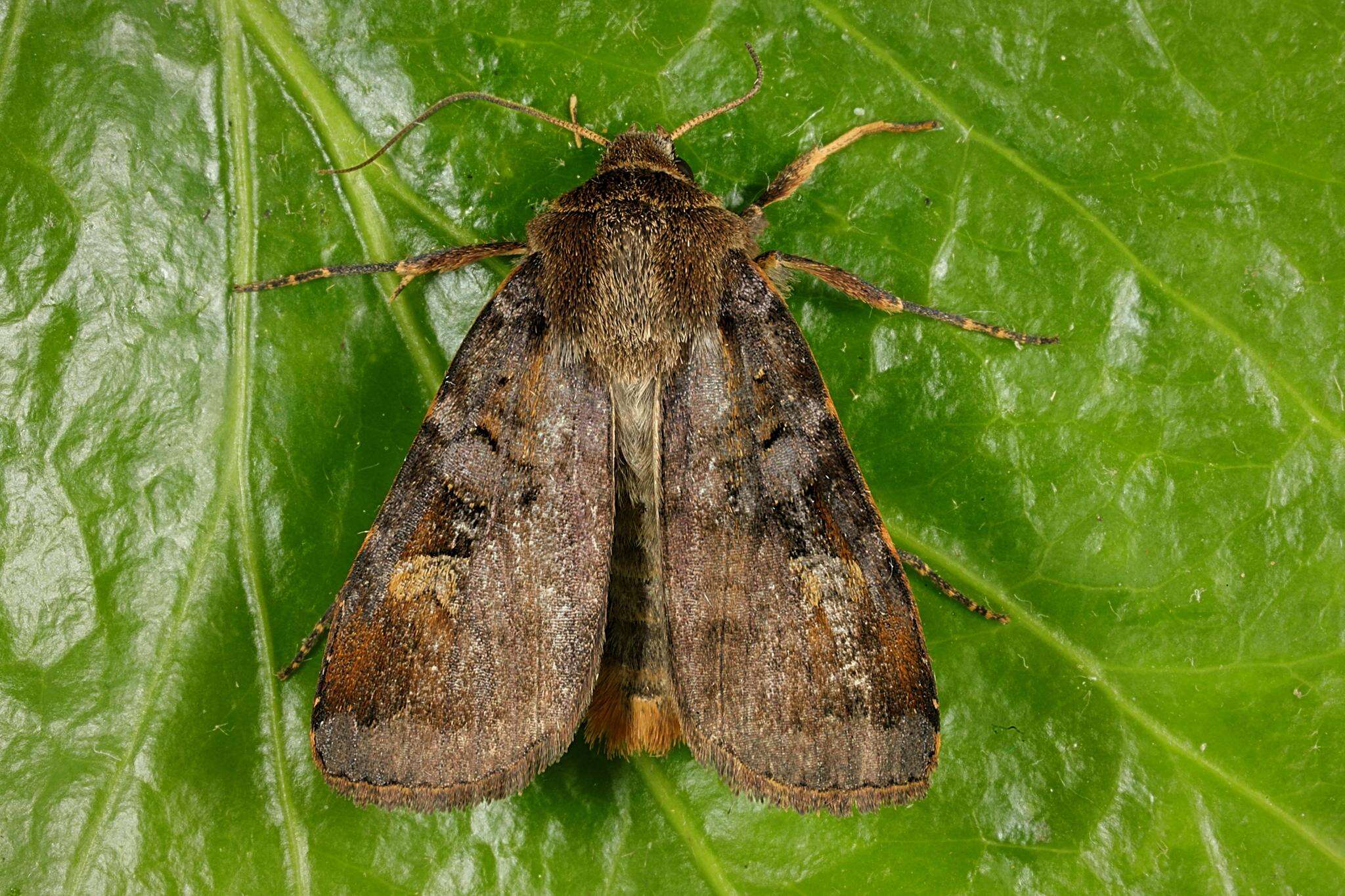 Diarsia brunnea Schiffermüller 1775的图像