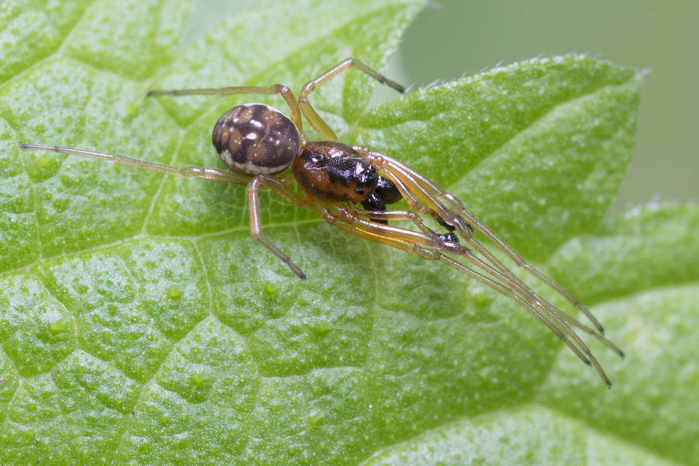 Image of Pachygnatha listeri Sundevall 1830