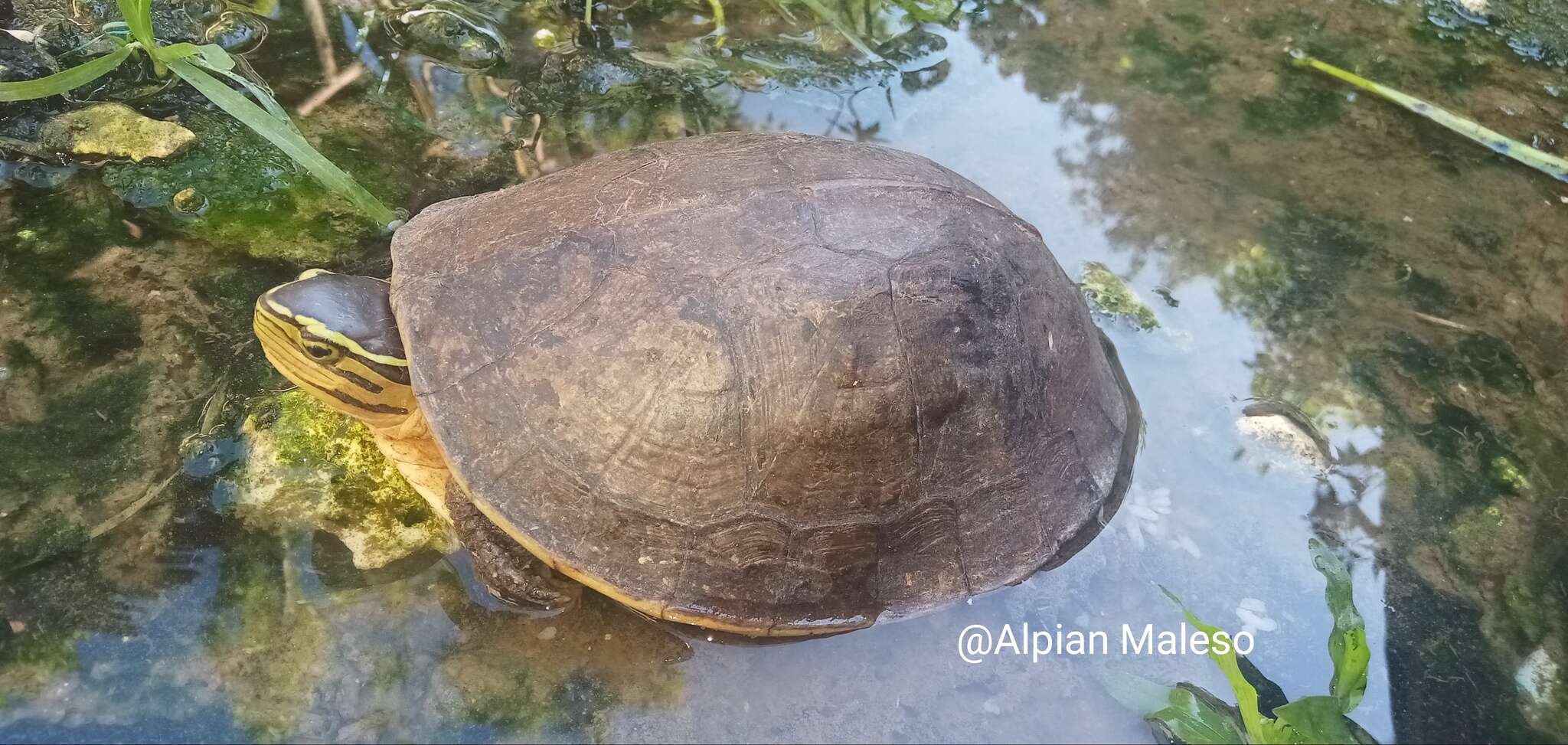 Imagem de Cuora amboinensis amboinensis Daudin 1802