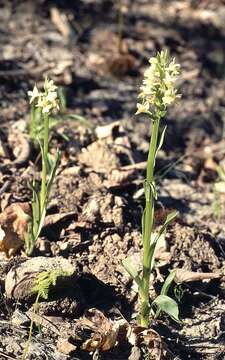 Image de Dactylorhiza romana (Sebast.) Soó