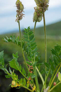 Image of Oxytropis alpestris Schischkin