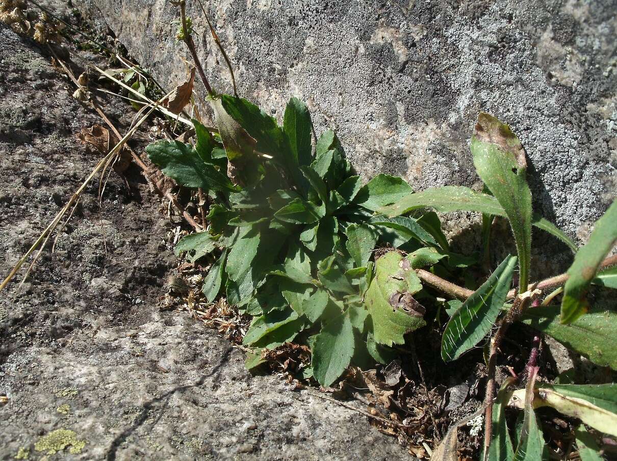 Imagem de Solidago hispida var. hispida