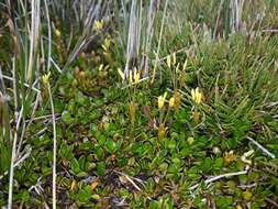 Image of Coprosma perpusilla subsp. perpusilla