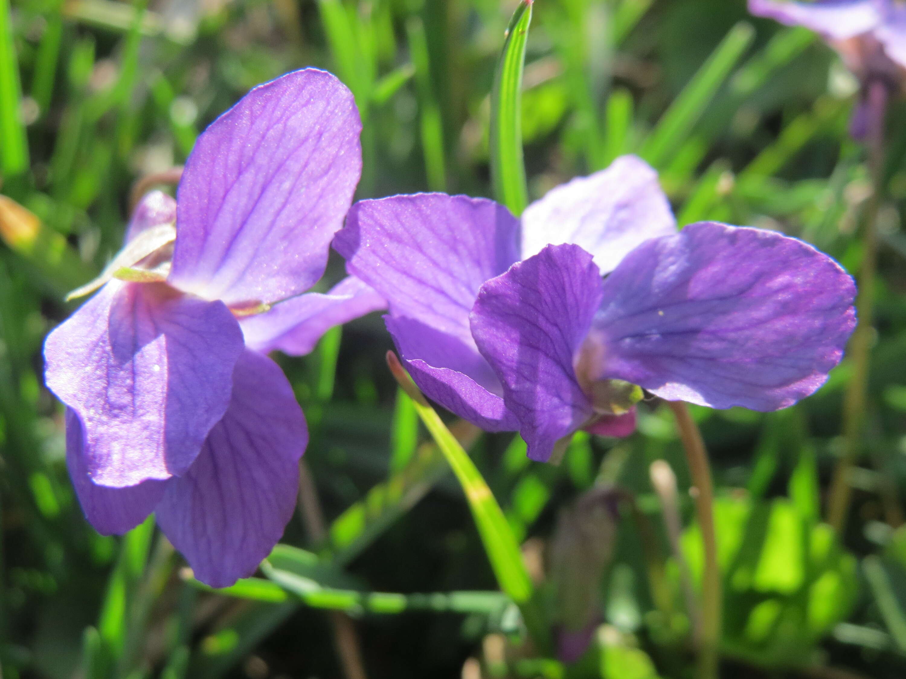 Image of sweet violet