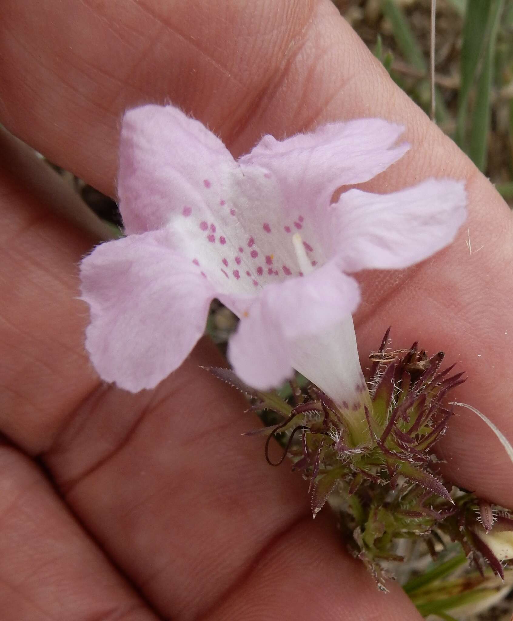 Imagem de Agalinis densiflora Blake