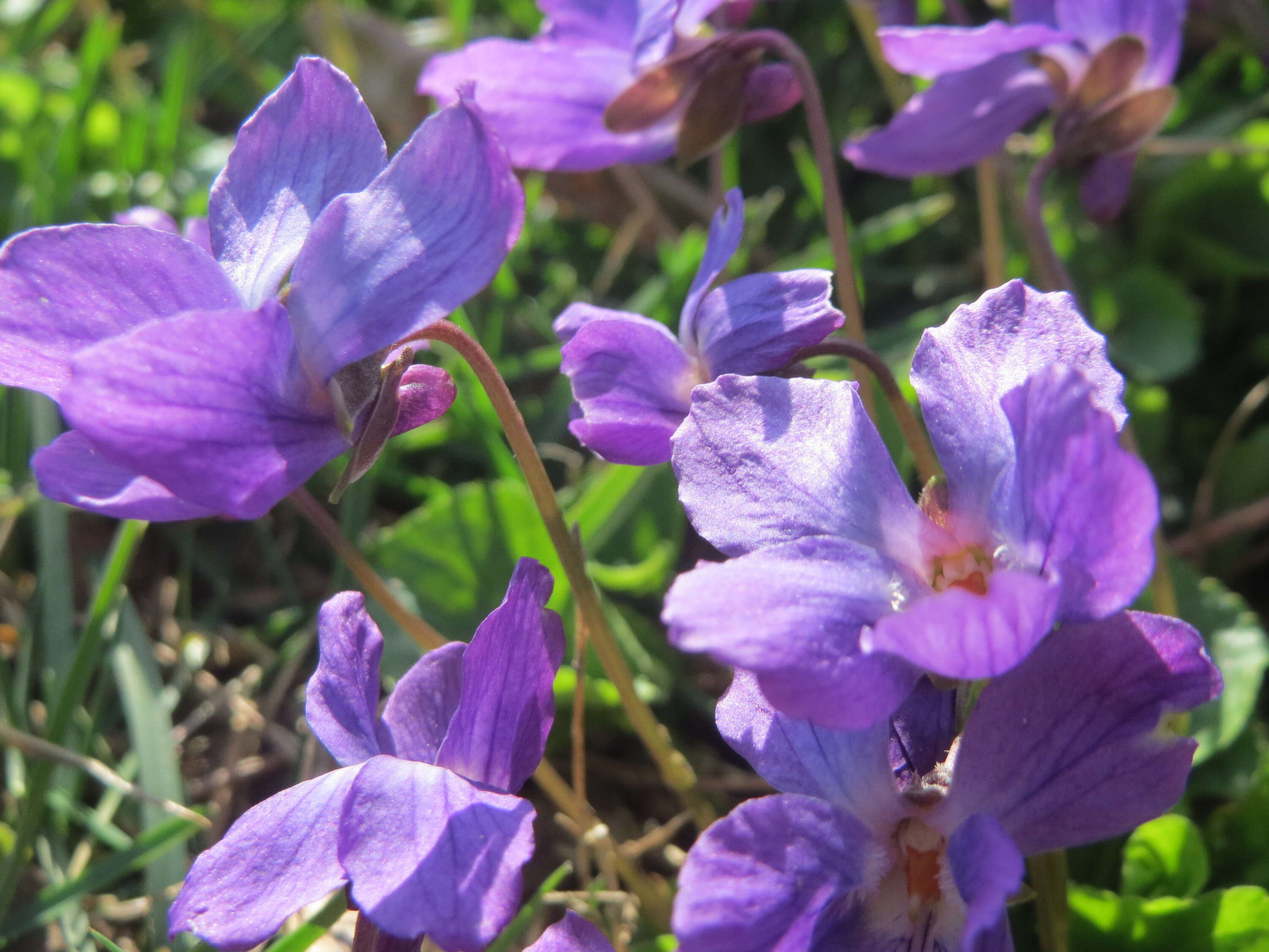 Image of sweet violet