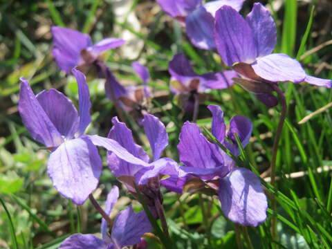 Image of sweet violet