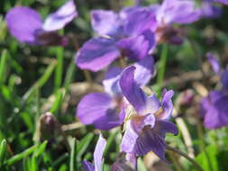 Image of sweet violet