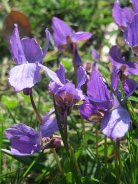 Image of sweet violet