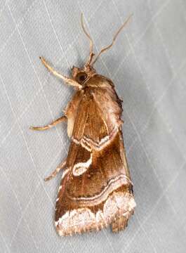 Image of Callopistria ferruginea Hampson 1908