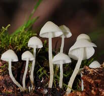 Image of Hemimycena lactea (Pers.) Singer 1938