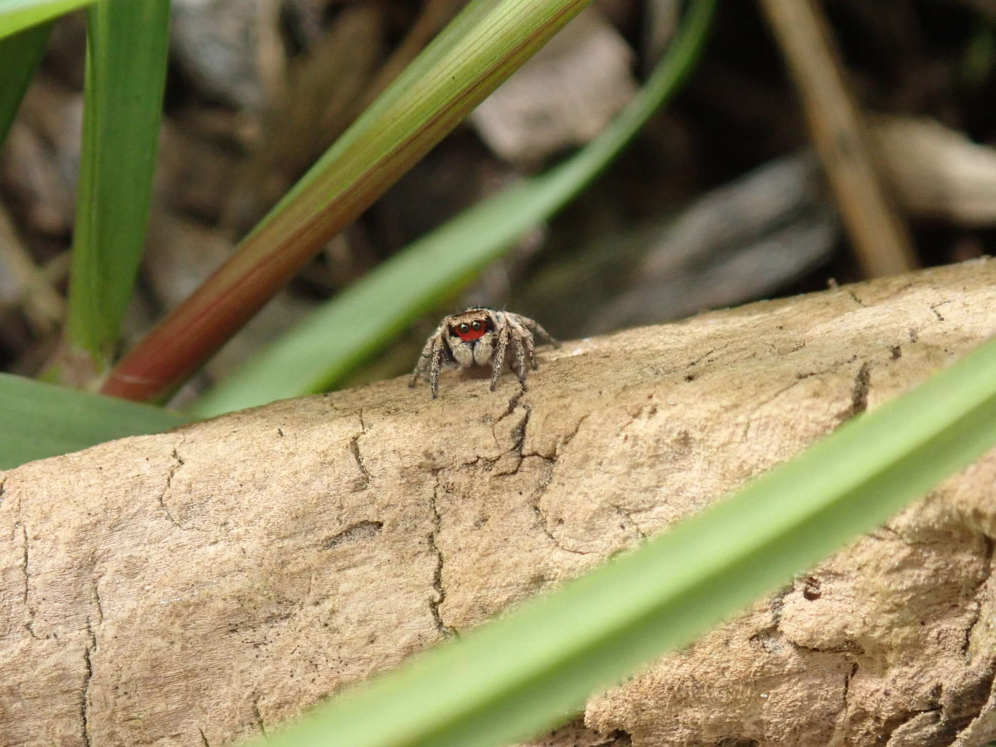 Image of Habronattus coecatus (Hentz 1846)