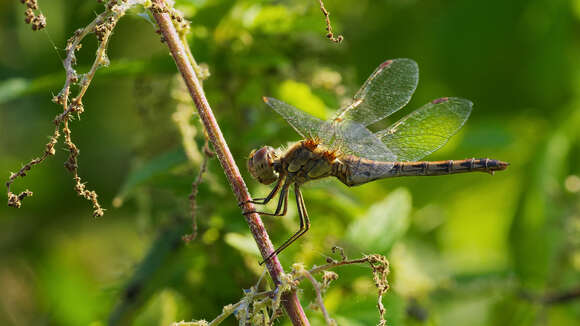 Image of Common Darter