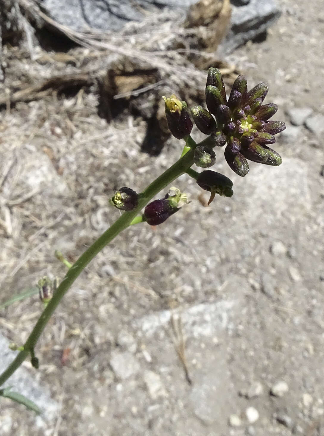 Image of hairy wild cabbage