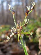 Luzula pilosa (L.) Willd. resmi