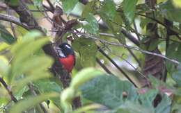 Image of Rose-breasted Chat