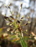 Imagem de Luzula pilosa (L.) Willd.