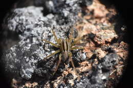 Image of Pardosa distincta (Blackwall 1846)