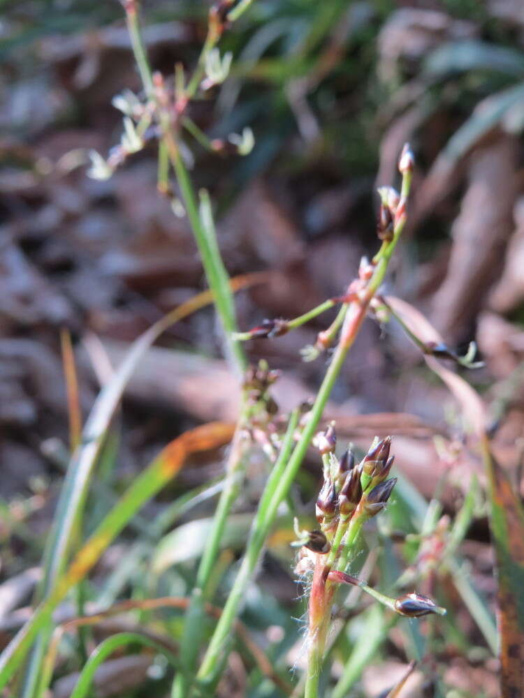 Luzula pilosa (L.) Willd. resmi