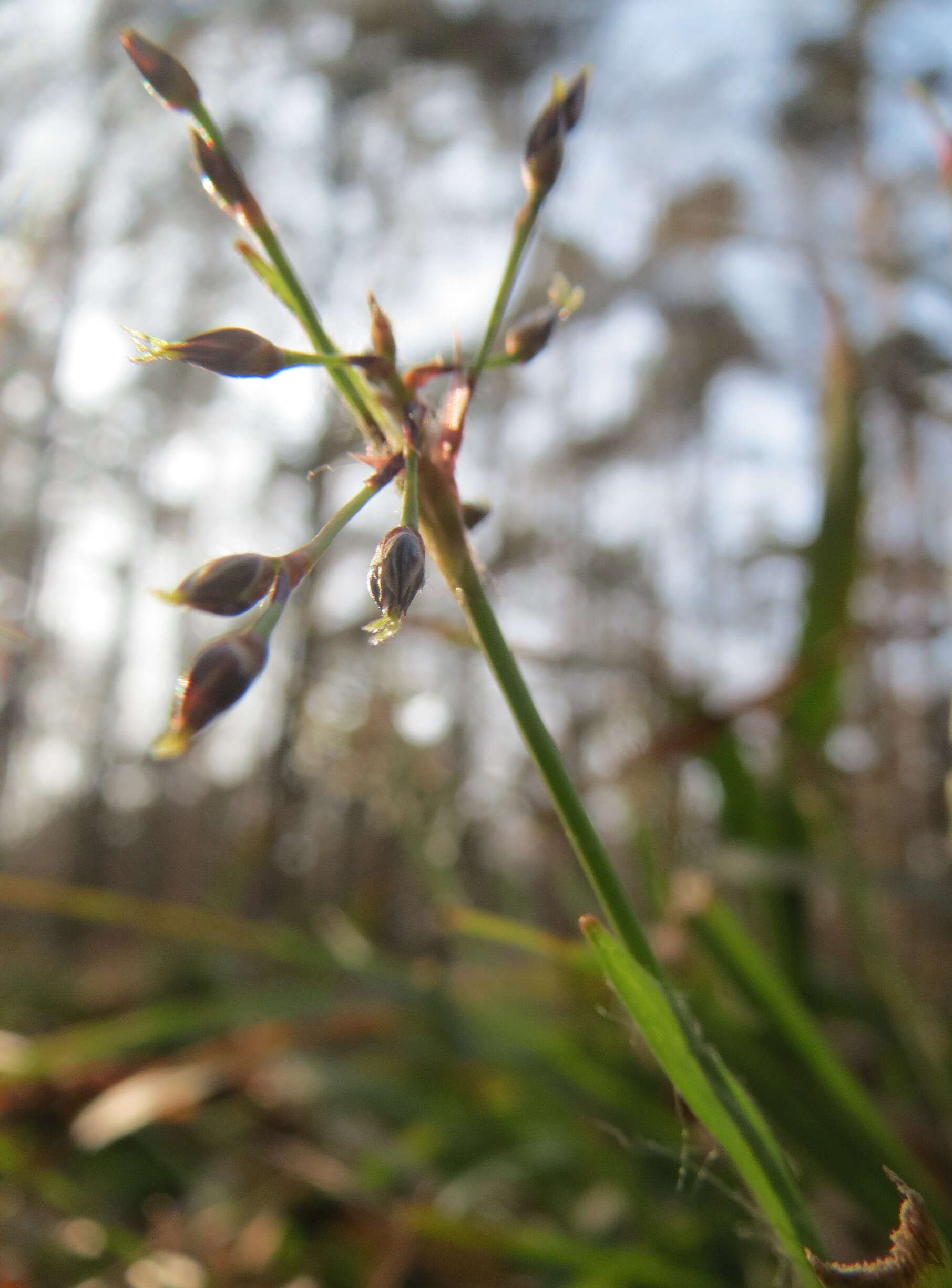 Imagem de Luzula pilosa (L.) Willd.