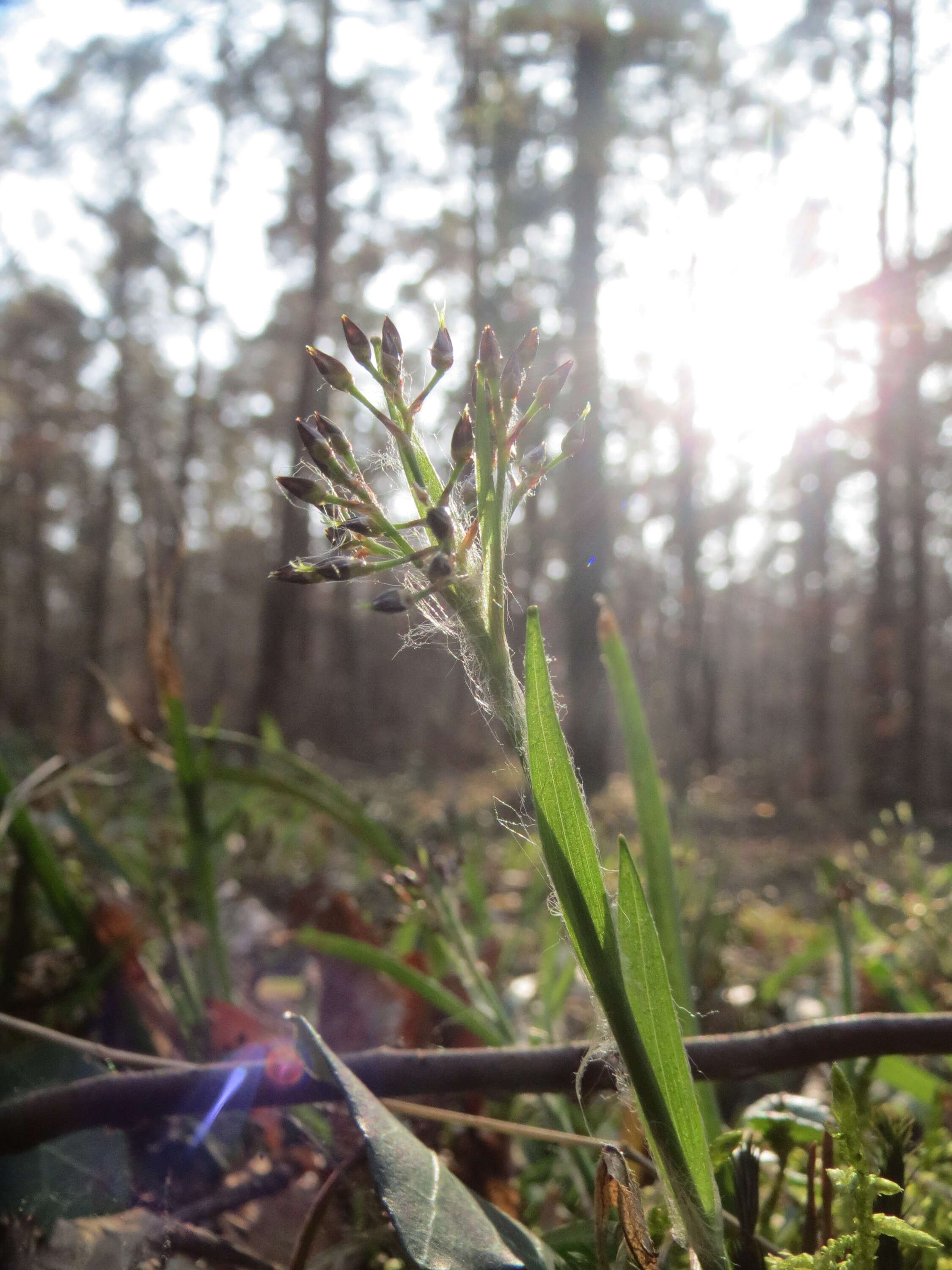 Luzula pilosa (L.) Willd. resmi