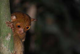 Image of Bornean tarsier