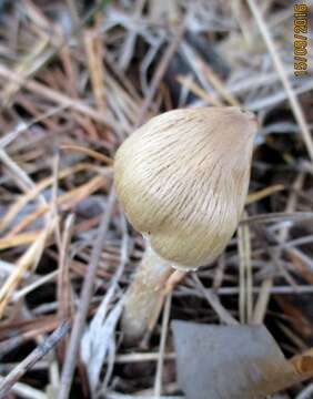 Image of Inocybe rimosa (Bull.) P. Kumm. 1871