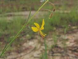 Image of Physostemon guianense (Aubl.) Malme