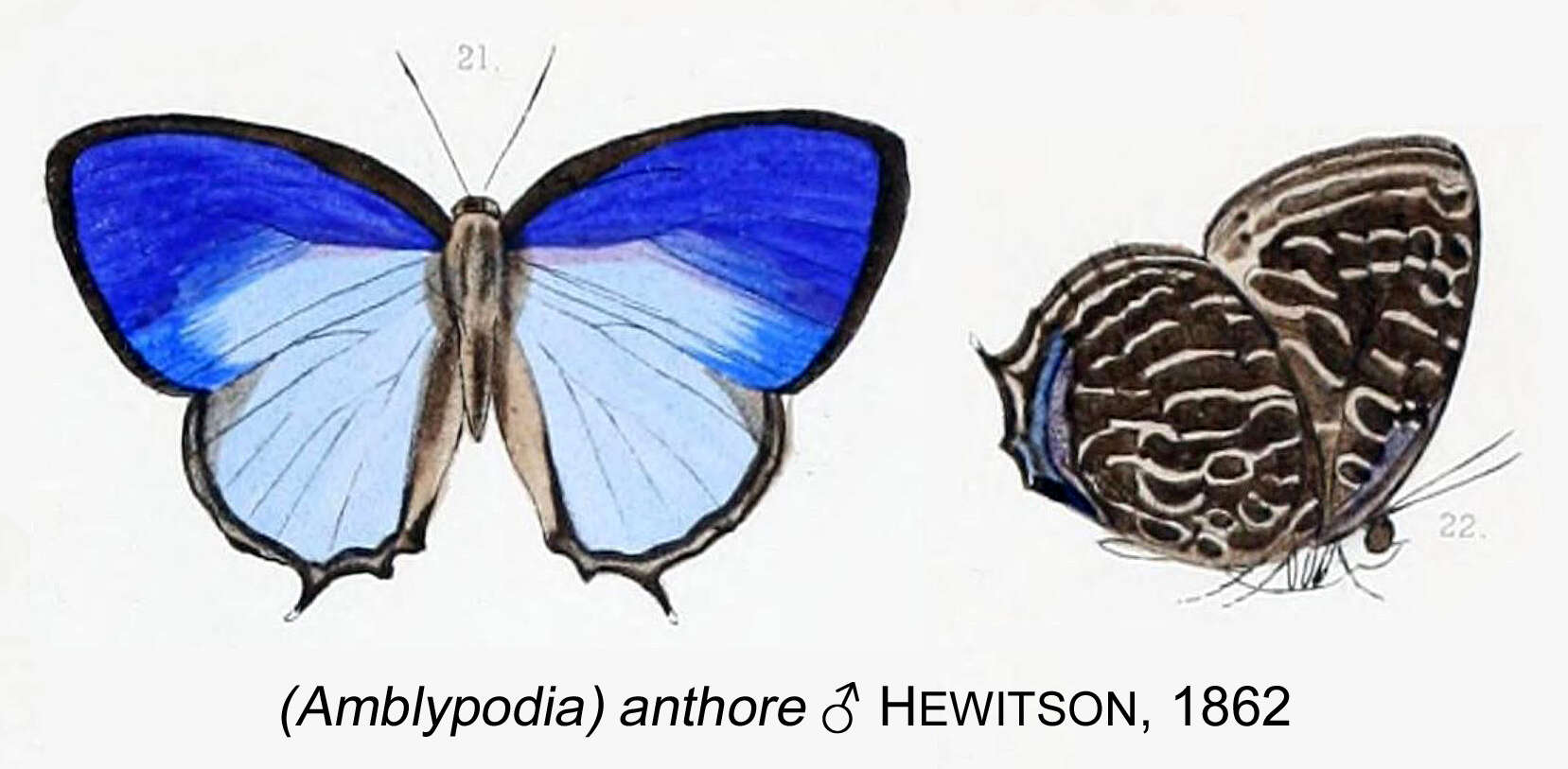 Plancia ëd Arhopala thamyras (Linnaeus 1758)