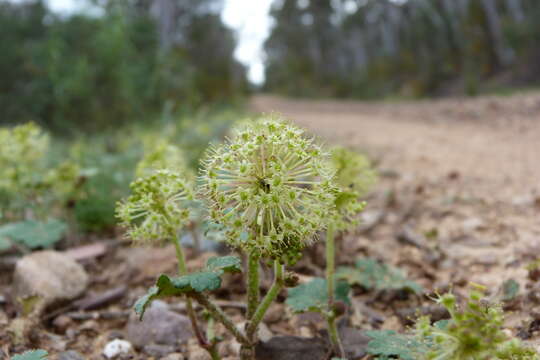 Image of Hydrocotyle laxiflora DC.