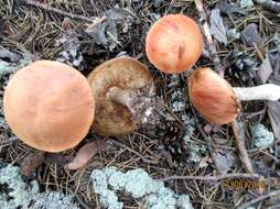 Image of Leccinum vulpinum Watling 1961