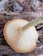 Image of Lentinus arcularius (Batsch) Zmitr. 2010