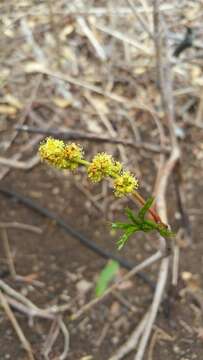 Image of Commiphora ankaranensis (Leroy) M. Cheek & A. Rakotozafy