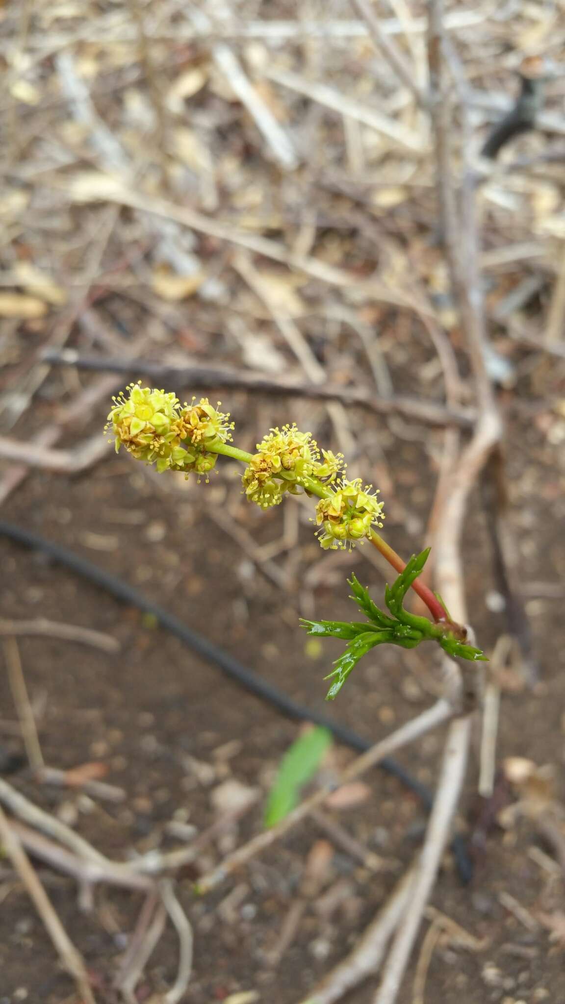 Image de Commiphora ankaranensis (Leroy) M. Cheek & A. Rakotozafy