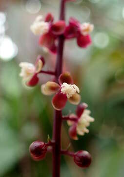 Image of Trichostigma peruvianum (Moquin) H. Walter