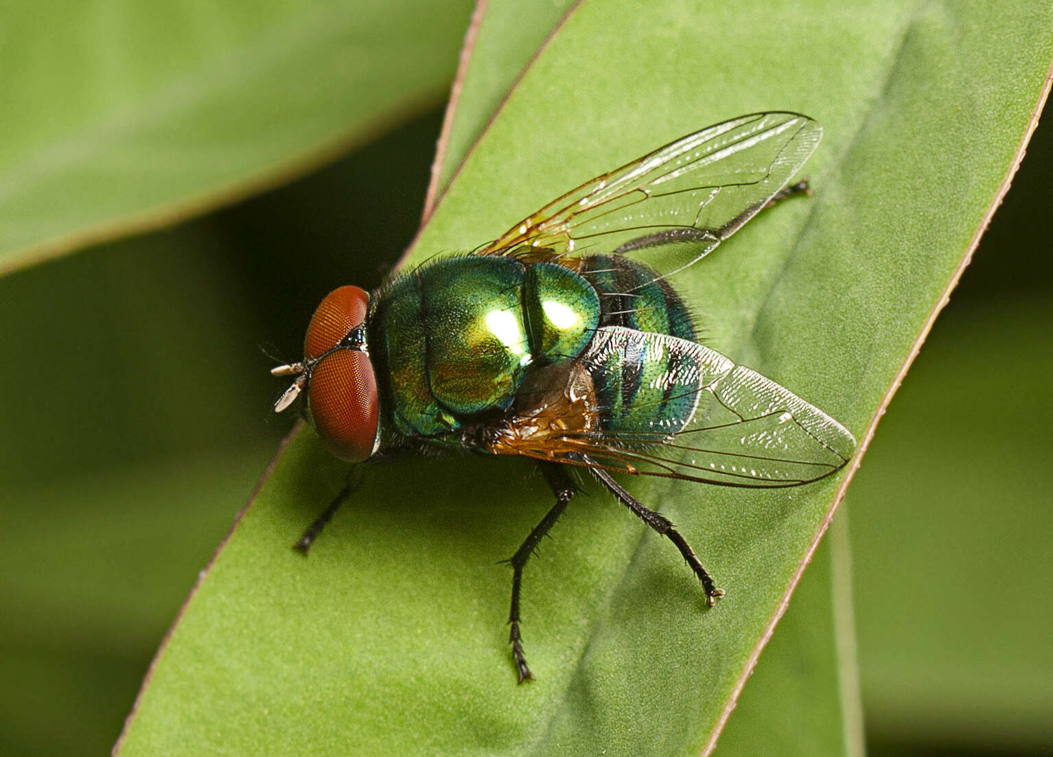 Sivun Neomyia lauta (Wiedemann 1830) kuva