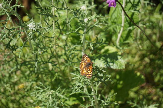 Image of Gabb's Checkerspot