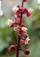 Image of Trichostigma peruvianum (Moquin) H. Walter