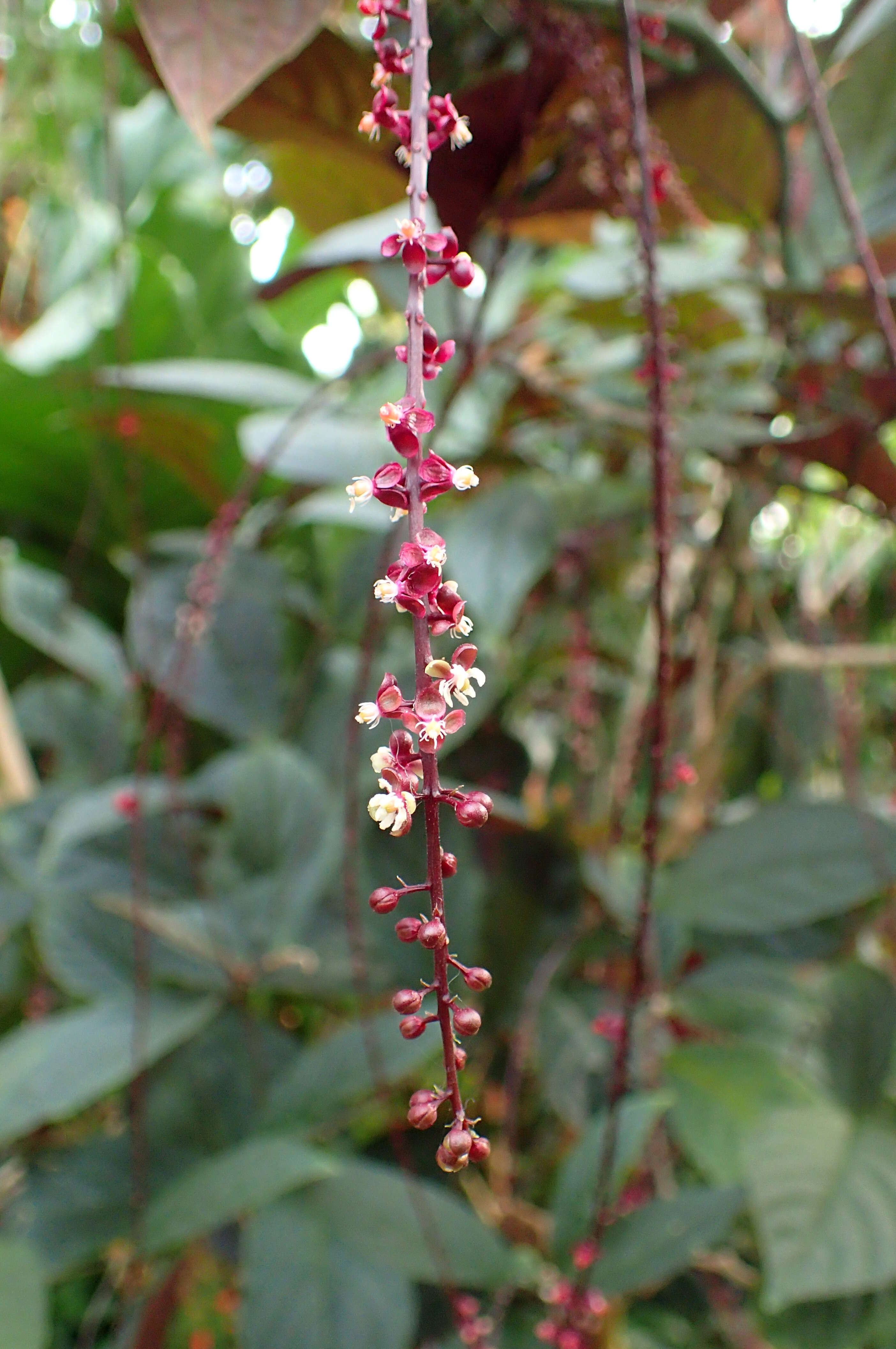 Image of Trichostigma peruvianum (Moquin) H. Walter