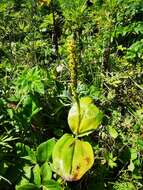 Image of Choriso Bog Orchid