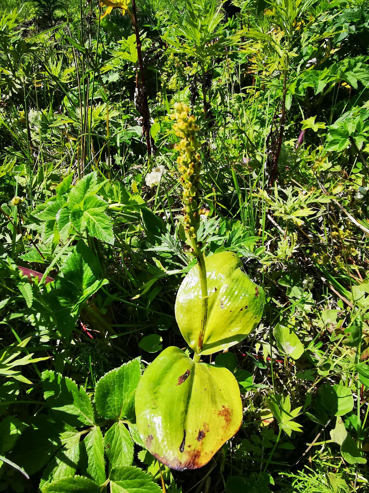 Слика од Platanthera chorisiana (Cham.) Rchb. fil.