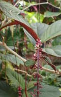 Image of Trichostigma peruvianum (Moquin) H. Walter